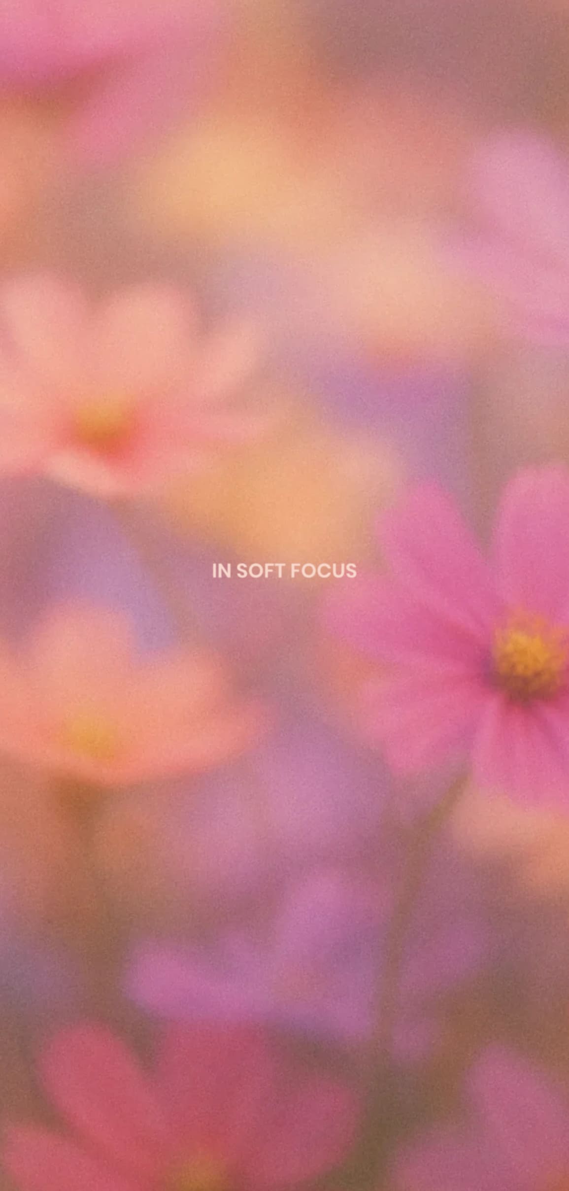 Soft-focus image of wildflowers in pink and peach hues with centered text “IN SOFT FOCUS”.
